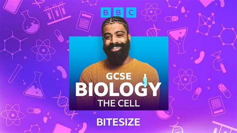 bbc bitesize|bbc bitesize biology.